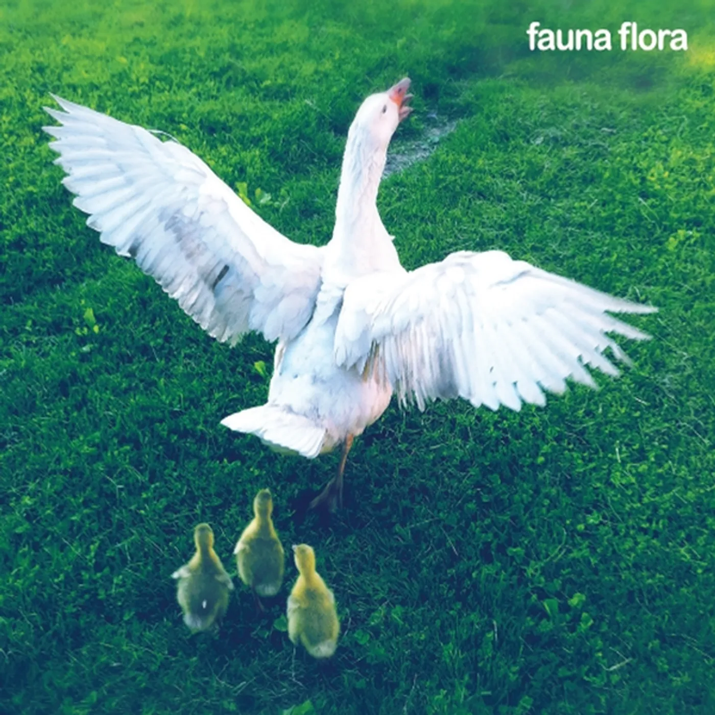 FAUNA FLORA CD