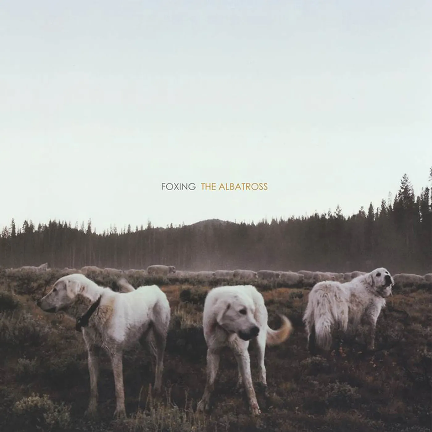 Foxing ALBATROSS CD
