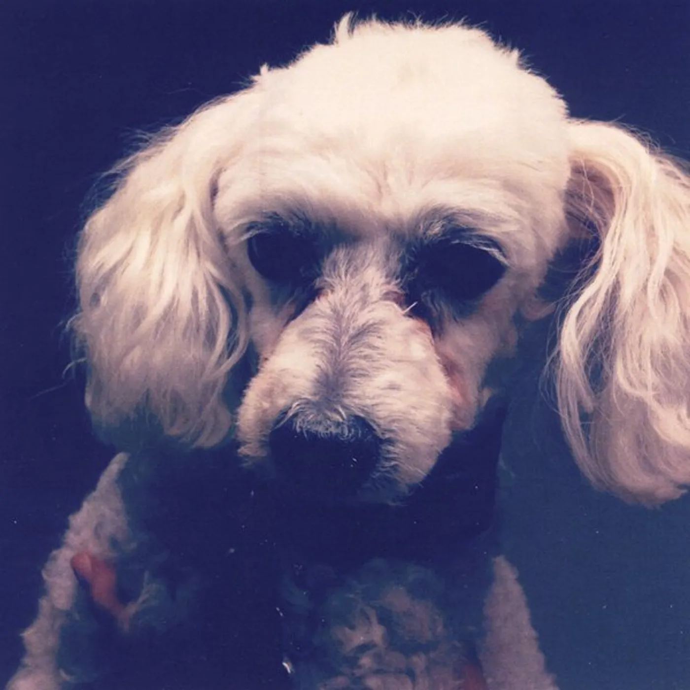 Granny Tweed LOOK MOM NO BRAINS CD