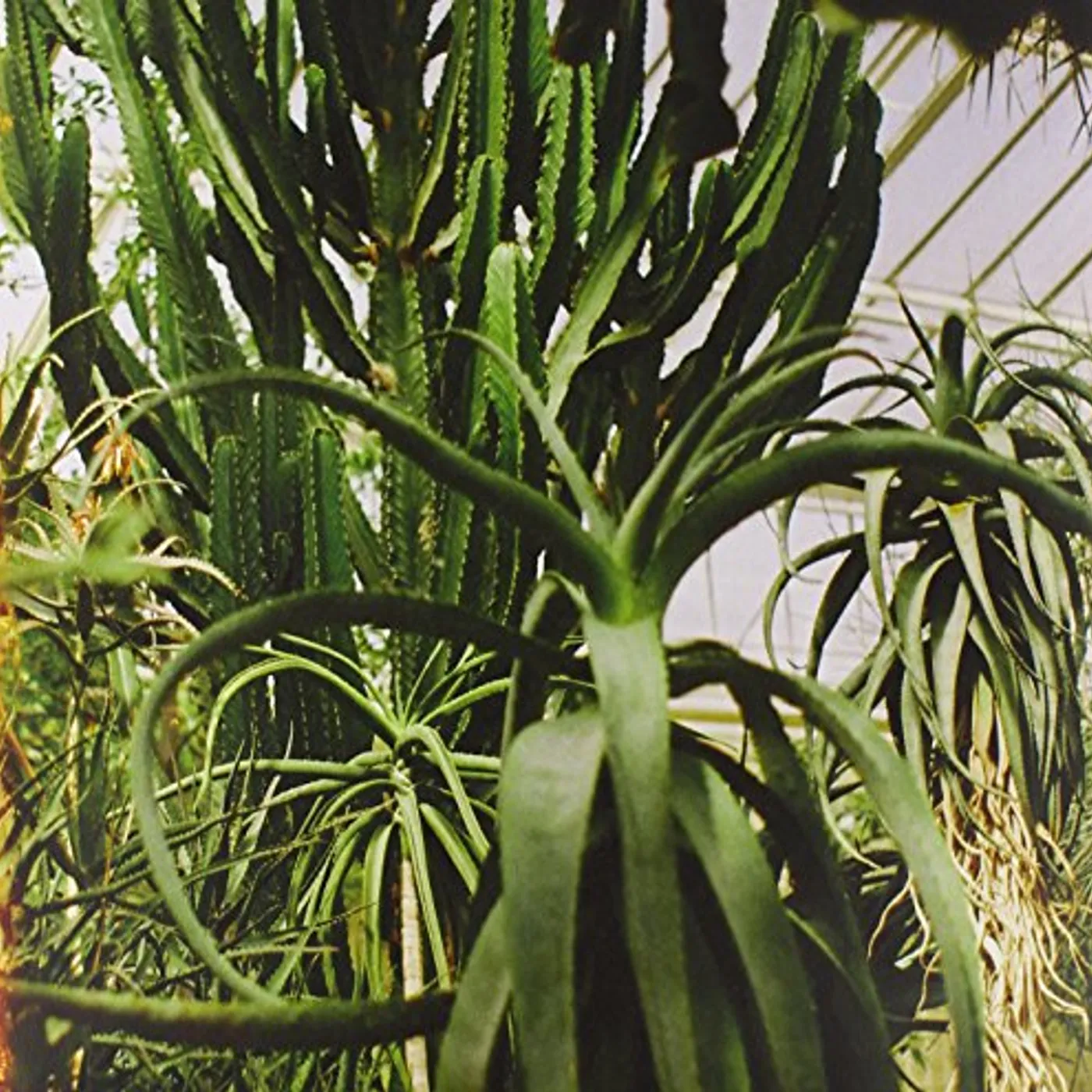 Obalski INTRODUCING Vinyl Record