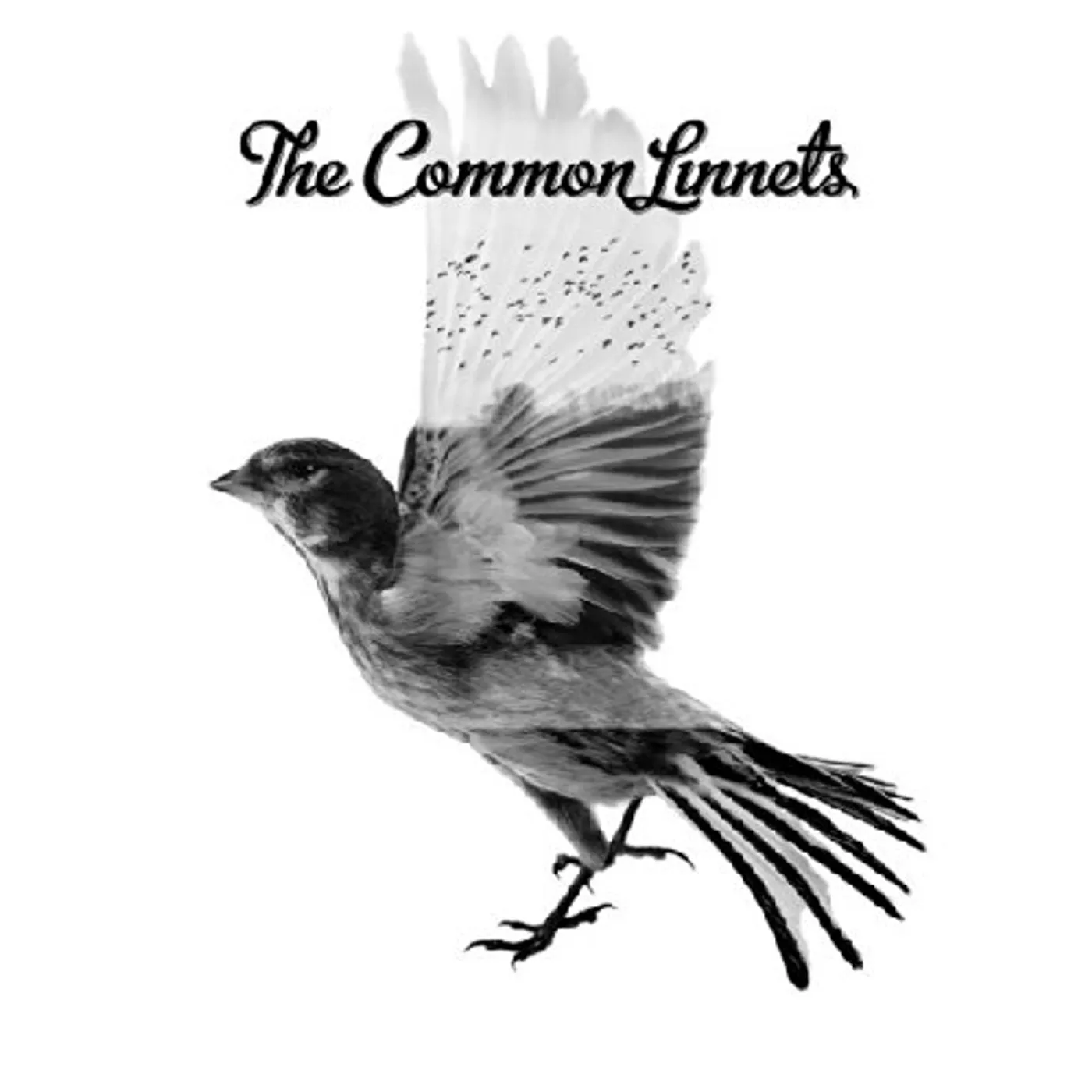 The Common Linnets CD