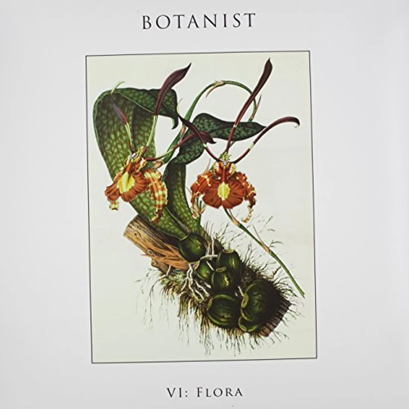 Botanist VI: FLORA Vinyl Record