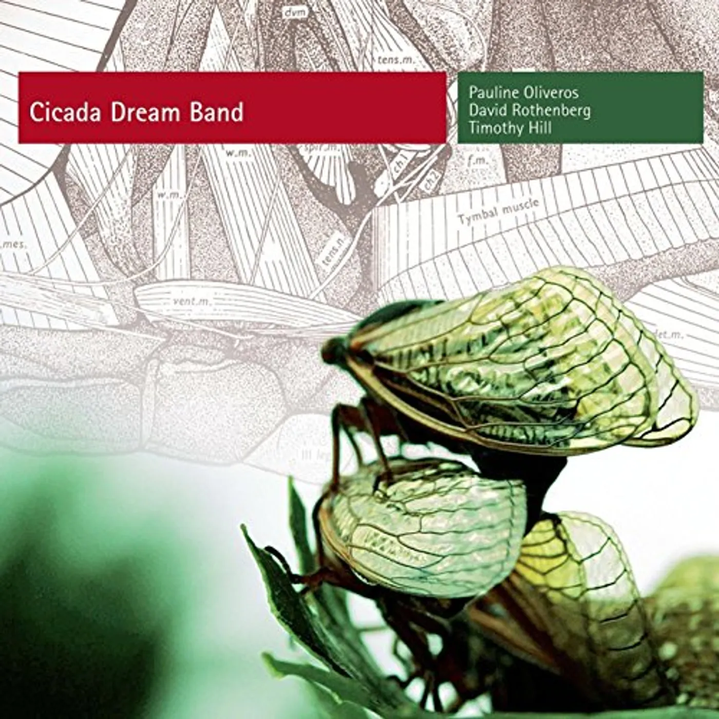 Pauline Oliveros CICADA DREAM BAND CD