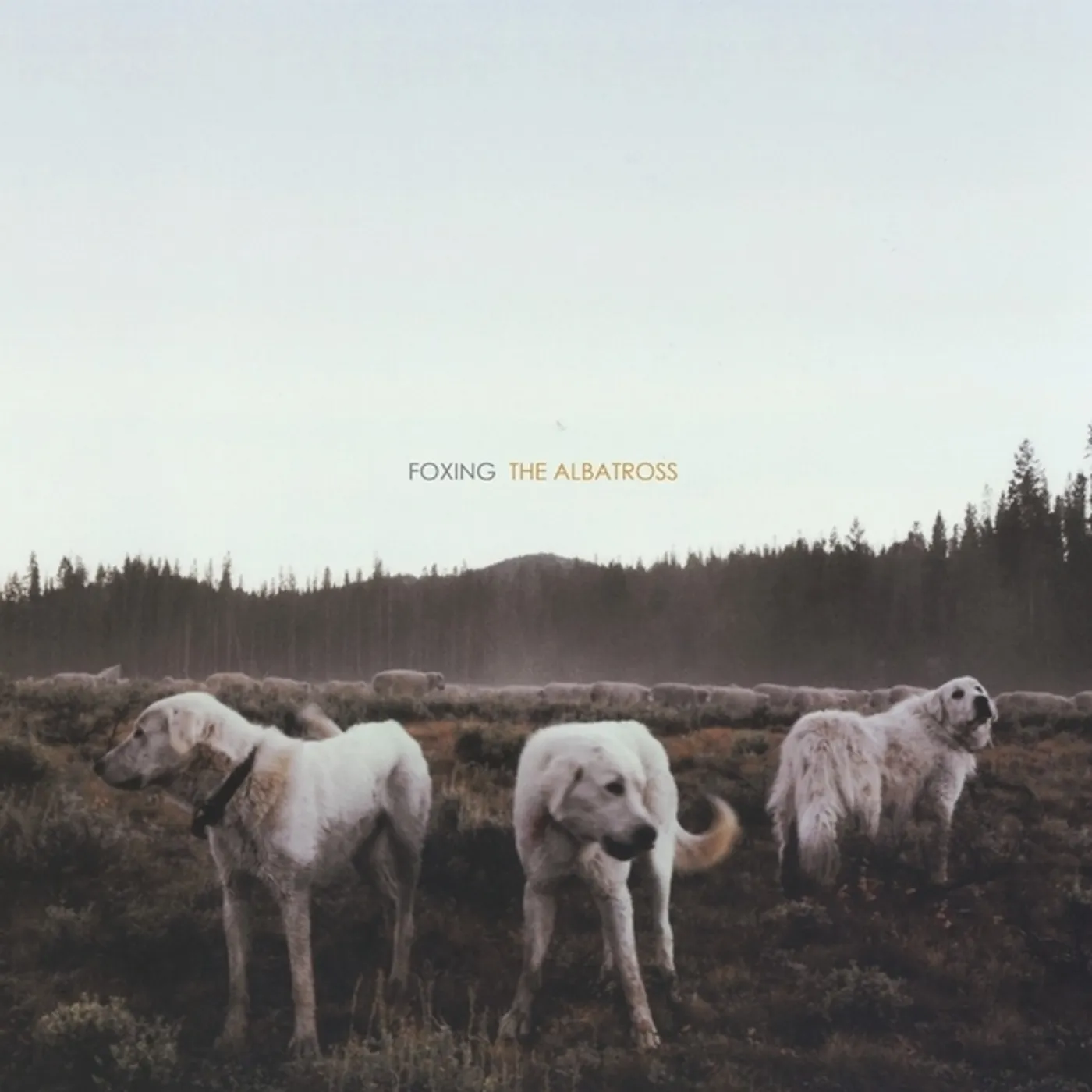 Foxing ALBATROSS Vinyl Record - Colored Vinyl