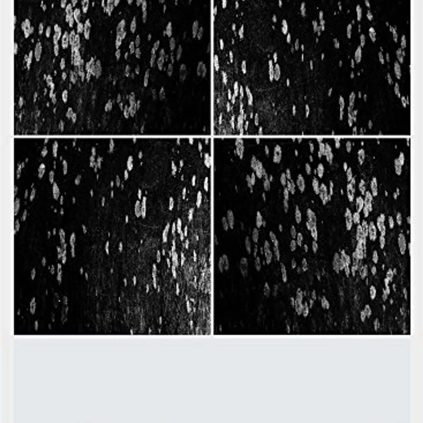 Ryuichi Sakamoto PLAYING THE ORCHESTRA 2014 Blu-ray