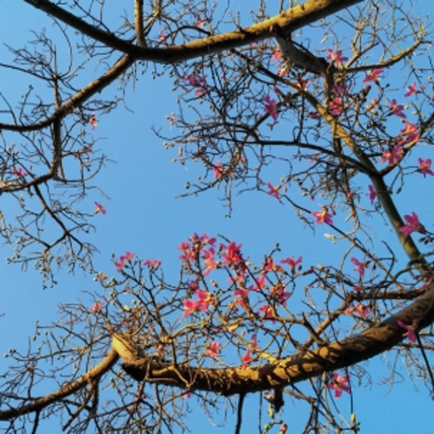 Refrigerator TEMPLE CITY Vinyl Record