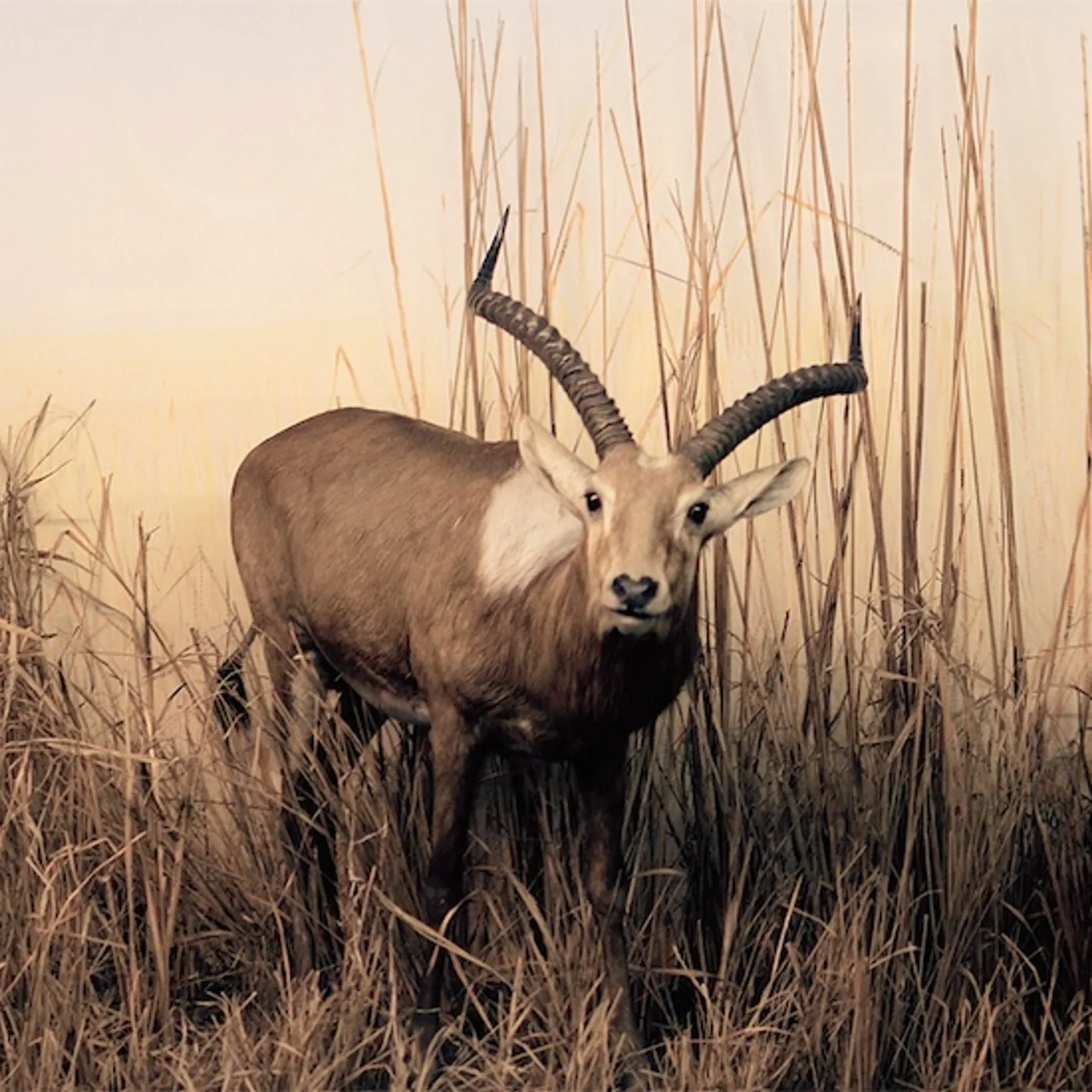 Blamstrain For All the Dreamers In Vinyl Record