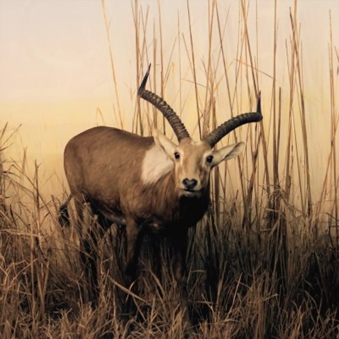 Blamstrain FOR ALL THE DREAMERS IN CD