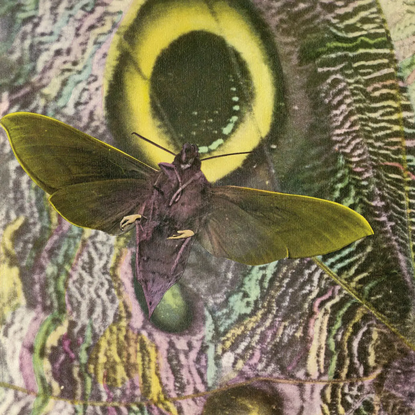 The Mothmen Pay Attention Vinyl Record