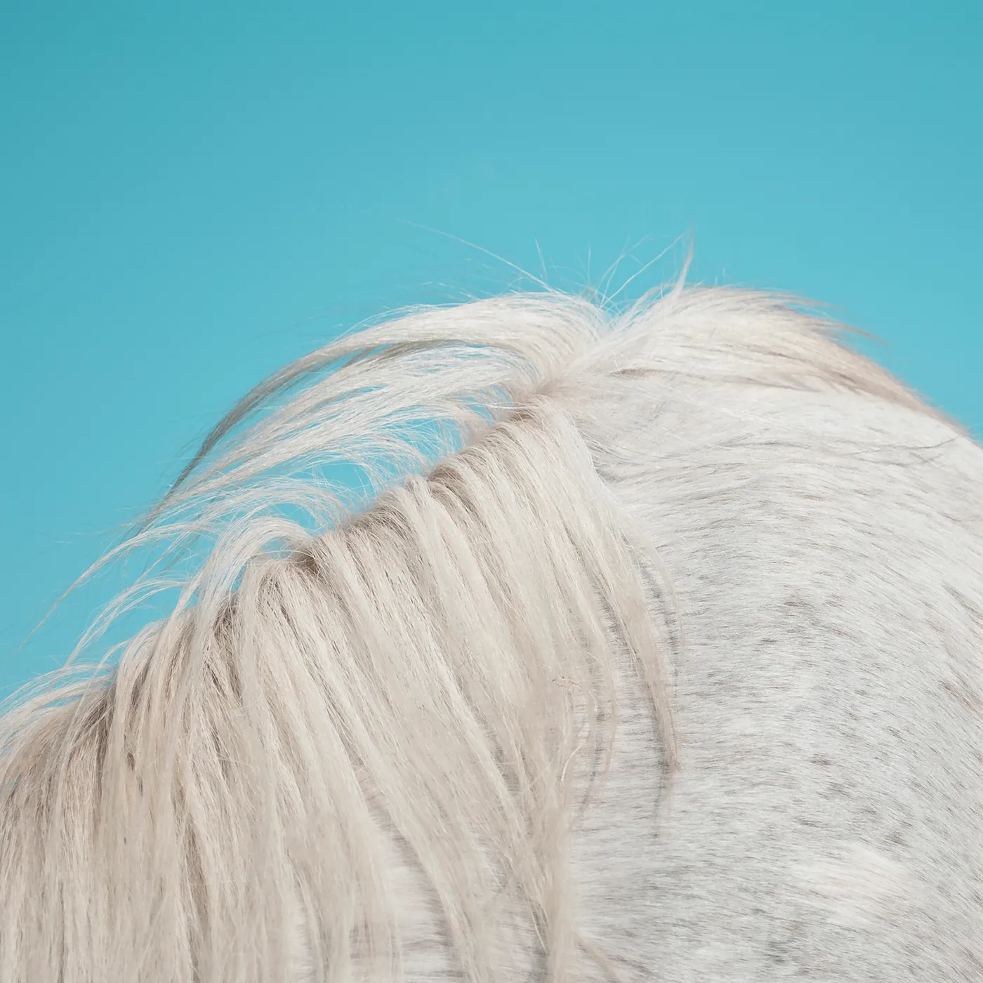 Widowspeak ALL YOURS CD