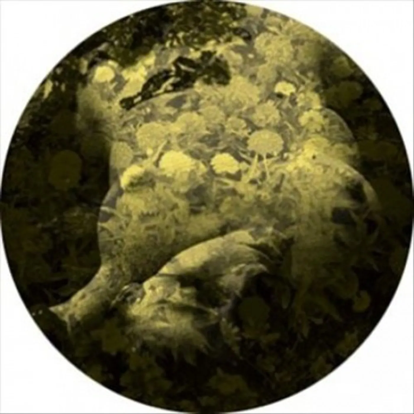 Salva YELLOBONE Vinyl Record