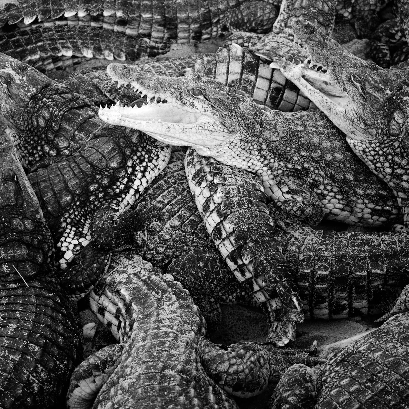 Emilie Levienaise-Farrouch LIKE WATER THROUGH SAND CD