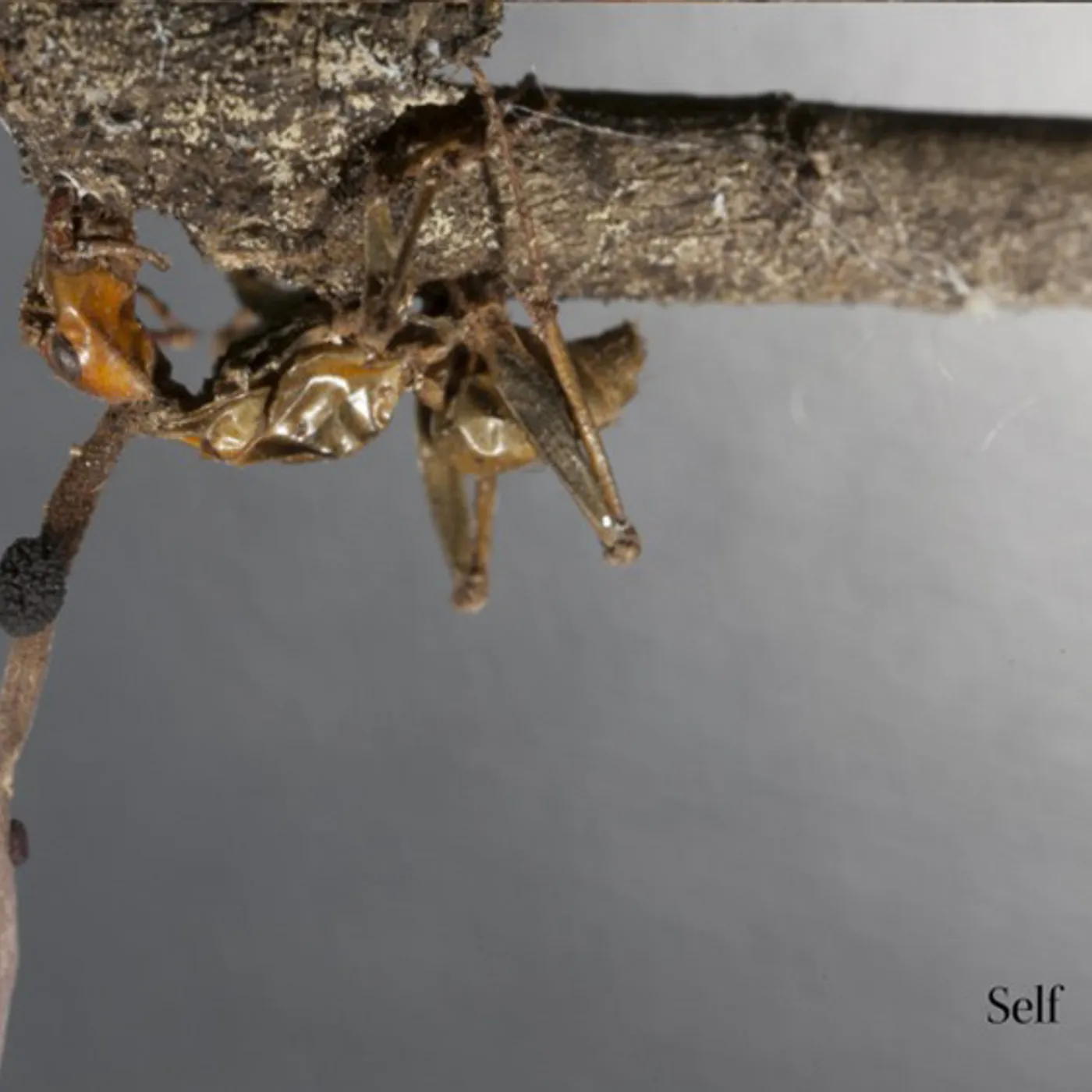 Terzij de Horde SELF CD