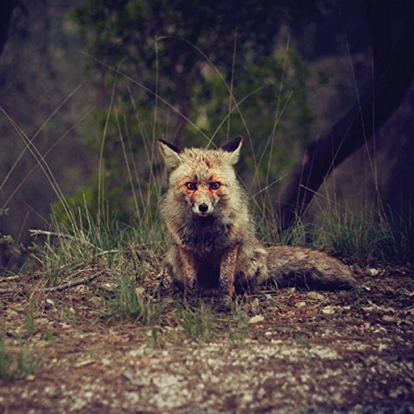 Winterpills LOVE SONGS CD