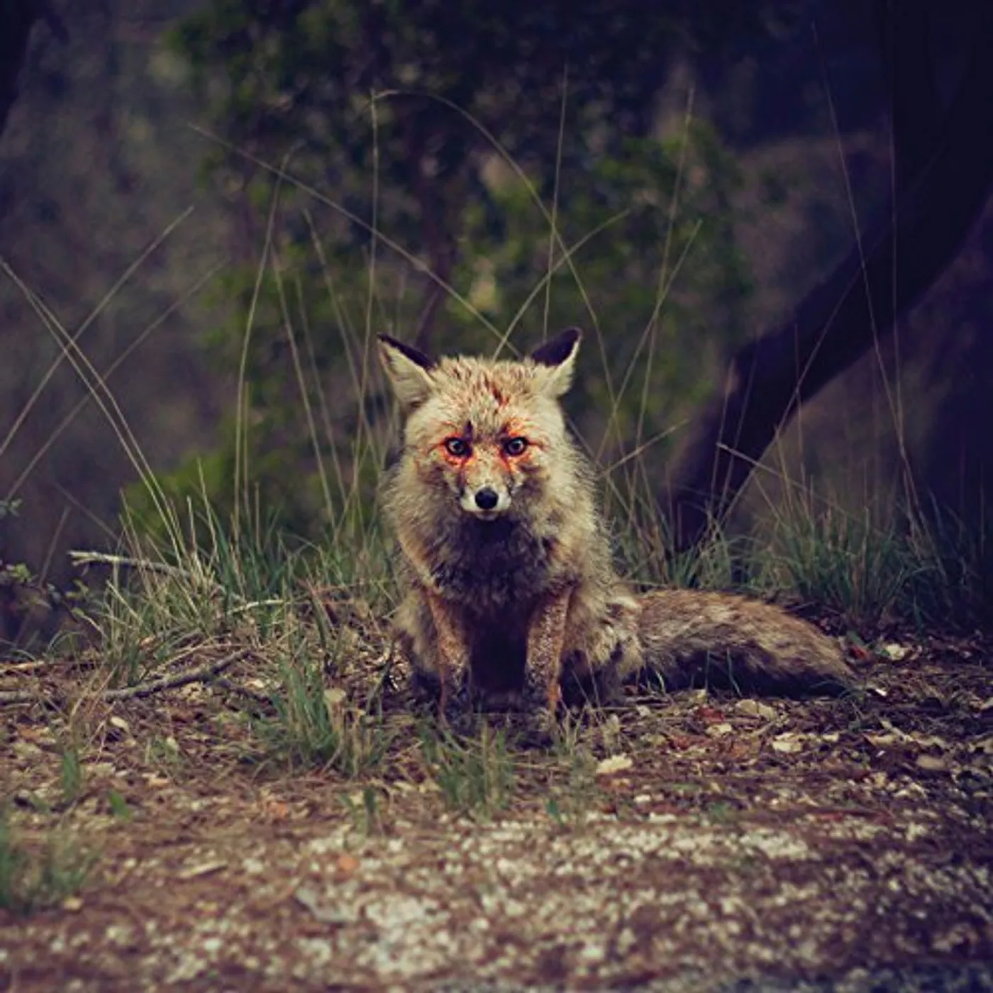 Winterpills Love Songs Vinyl Record