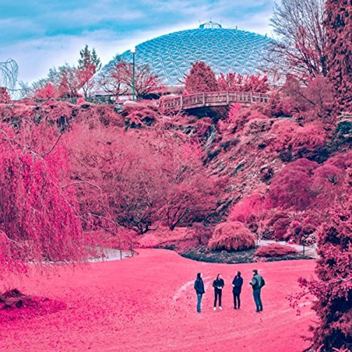 The Zolas SWOONER CD