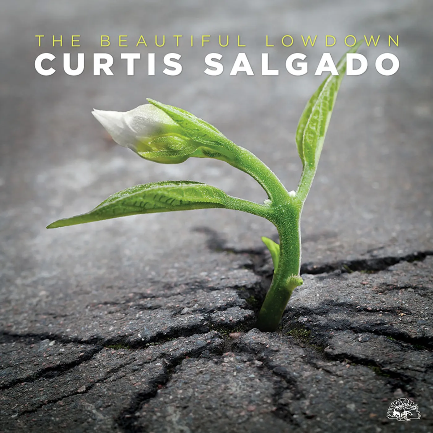 Curtis Salgado BEAUTIFUL LOWDOWN CD