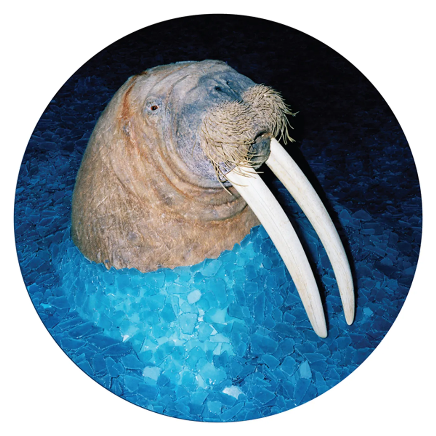 Tross WALRUS Vinyl Record