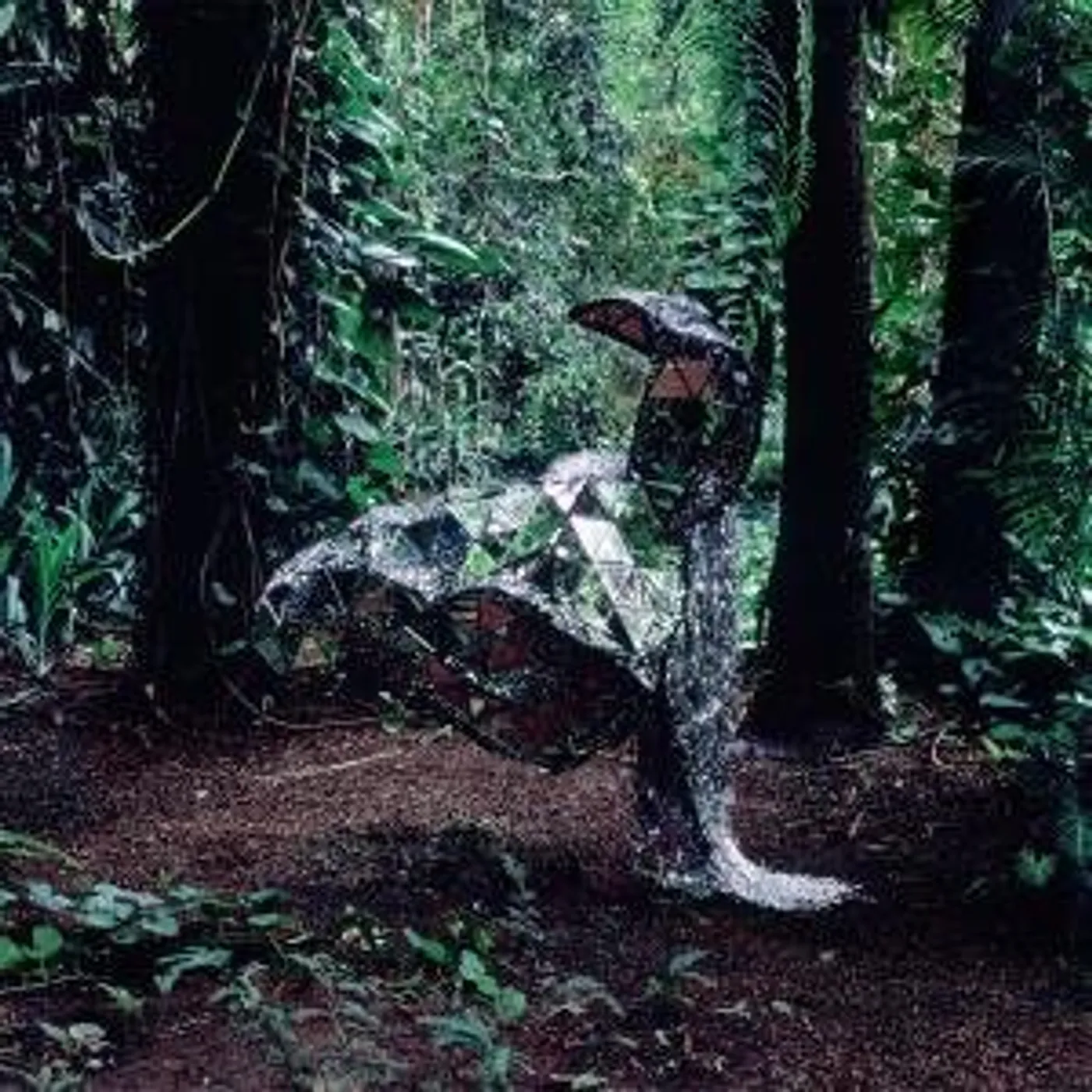 CSS Donkey Vinyl Record