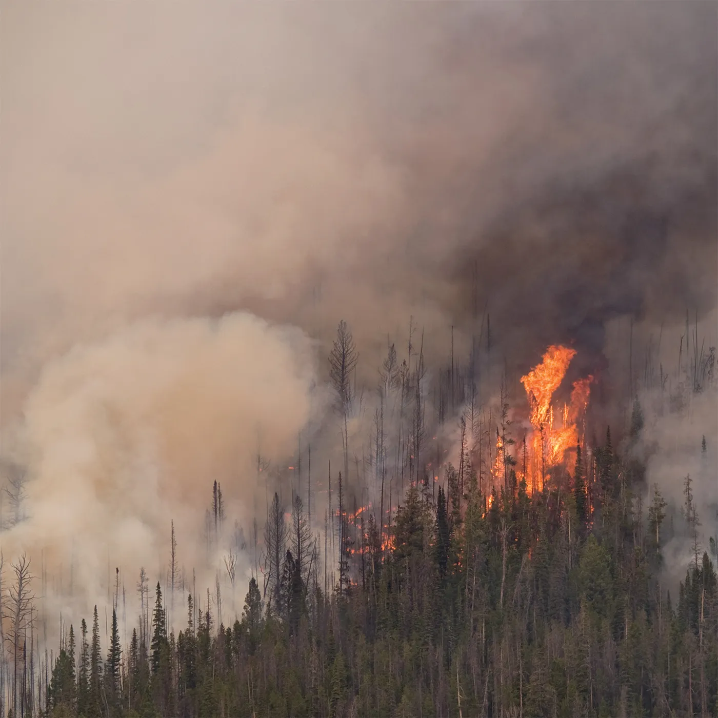 Anicon Exegeses Vinyl Record