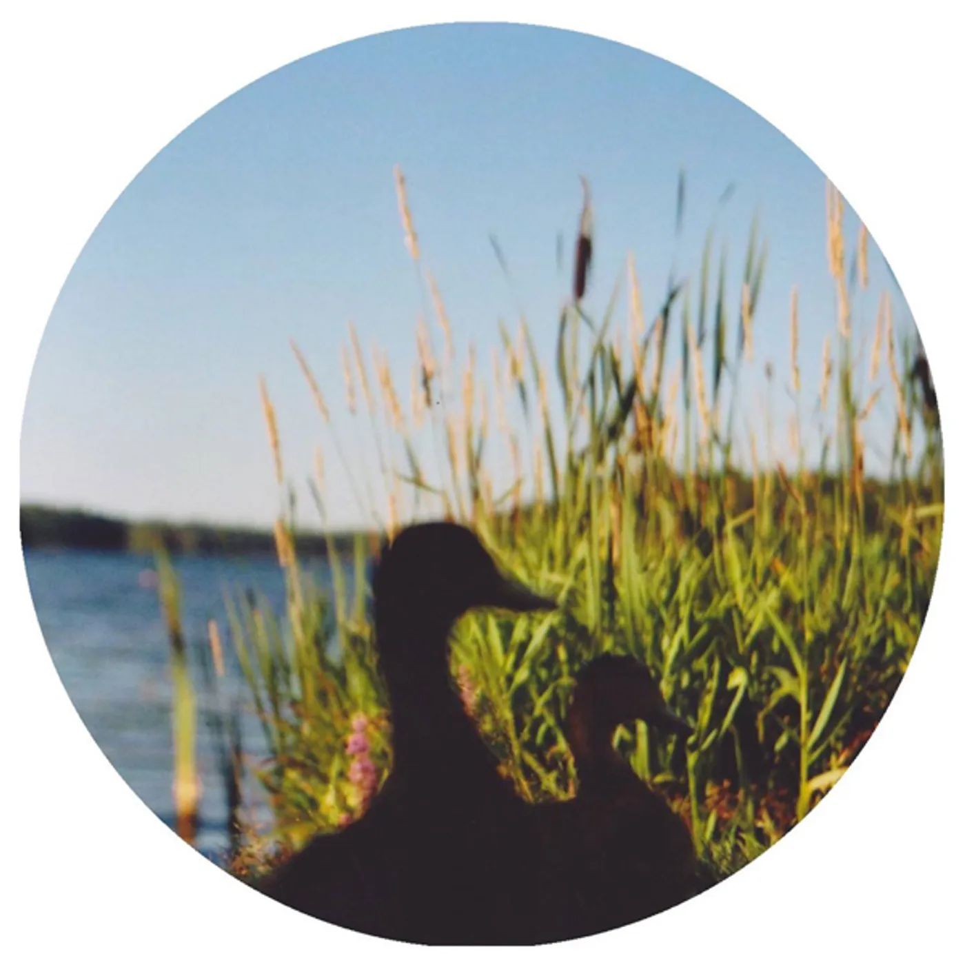 Johan Kaseta EREFORA LAND Vinyl Record