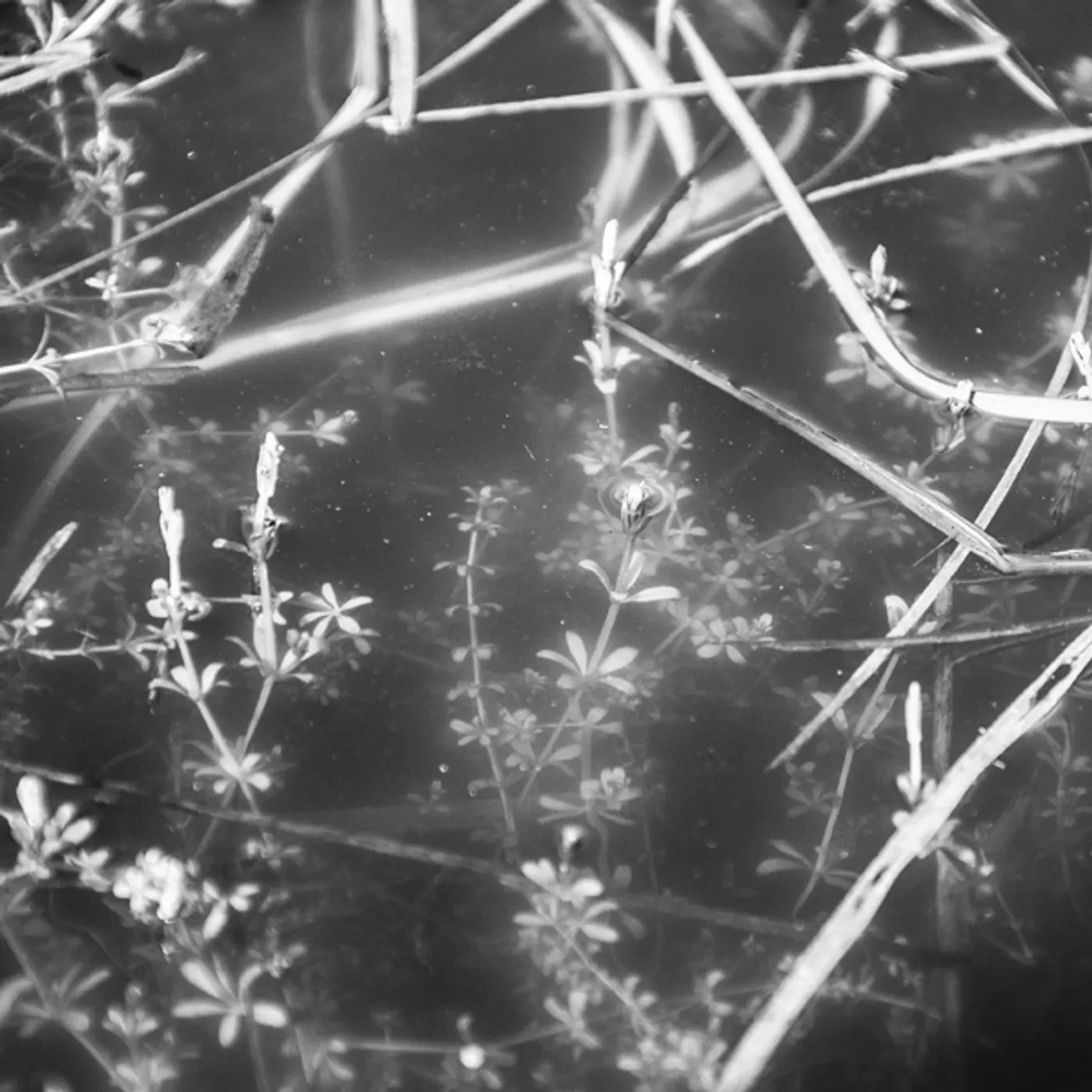 IL CIVETTO Lubmin Vinyl Record