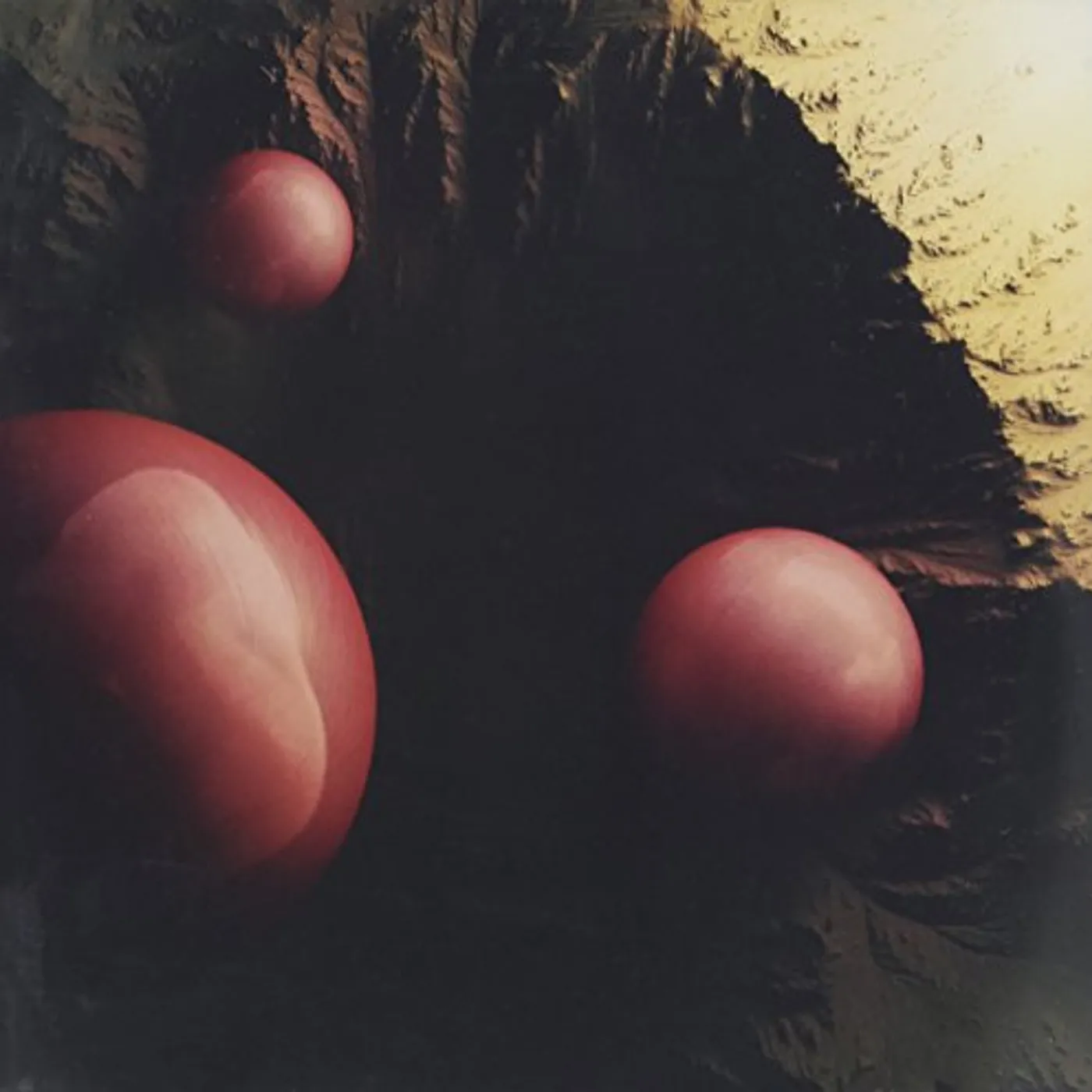 Eruca Sativa BARRO Y FAUNA CD