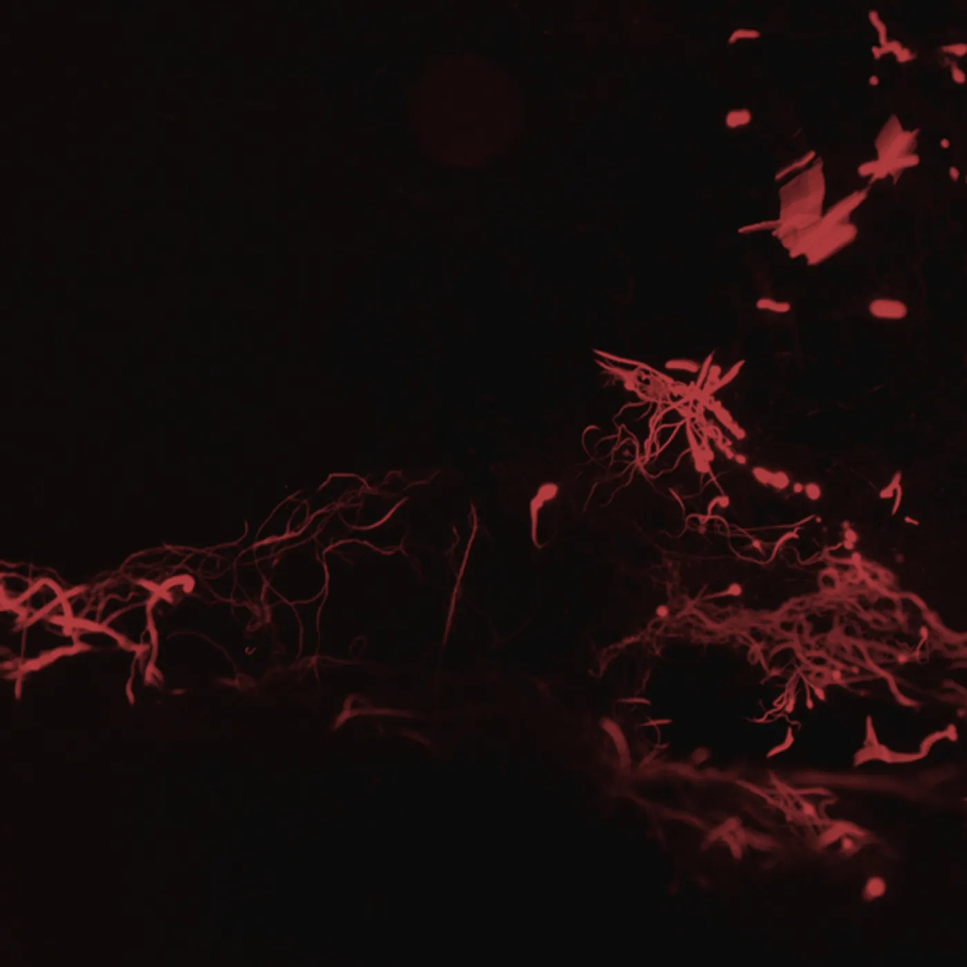 Svarte Greiner MOSS GARDEN CD