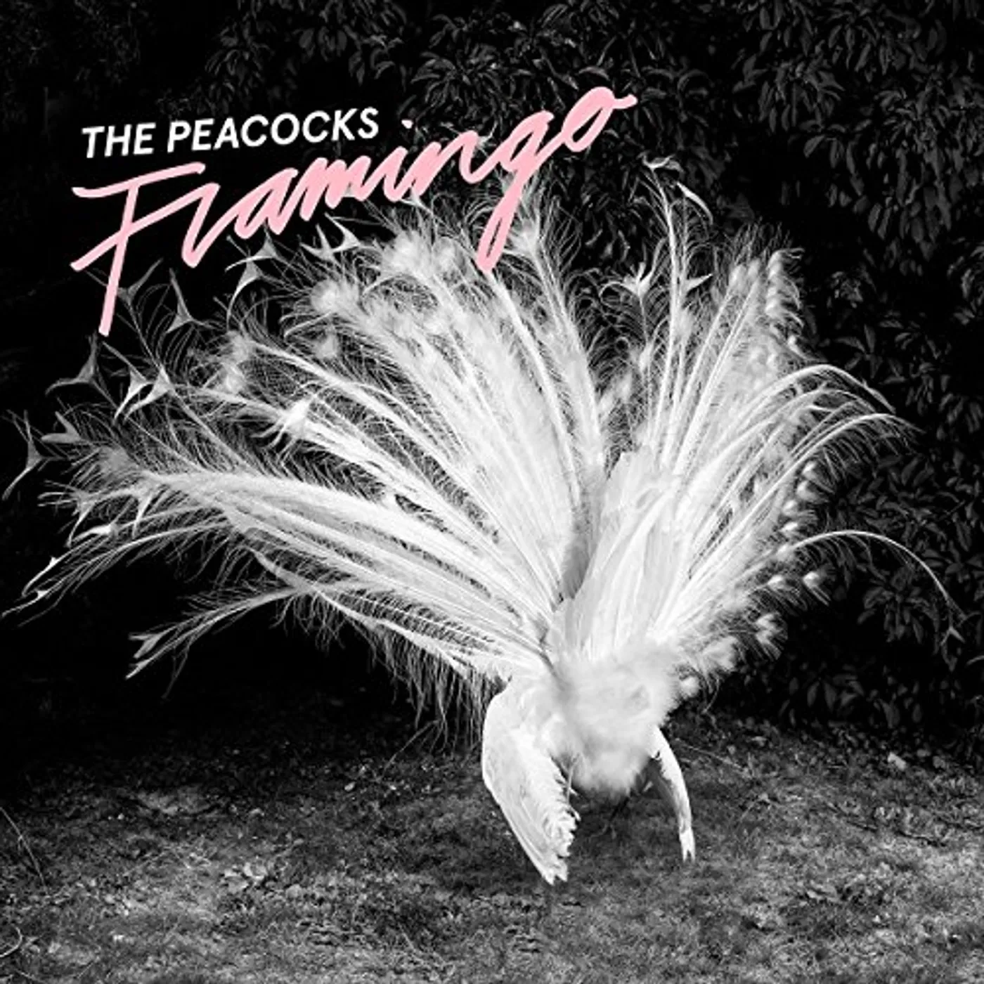 The Peacocks FLAMINGO CD