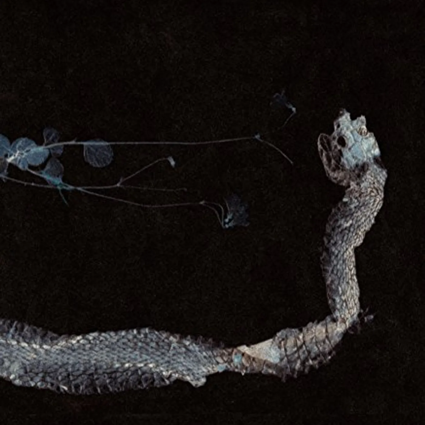 Tenhi MAAET Vinyl Record