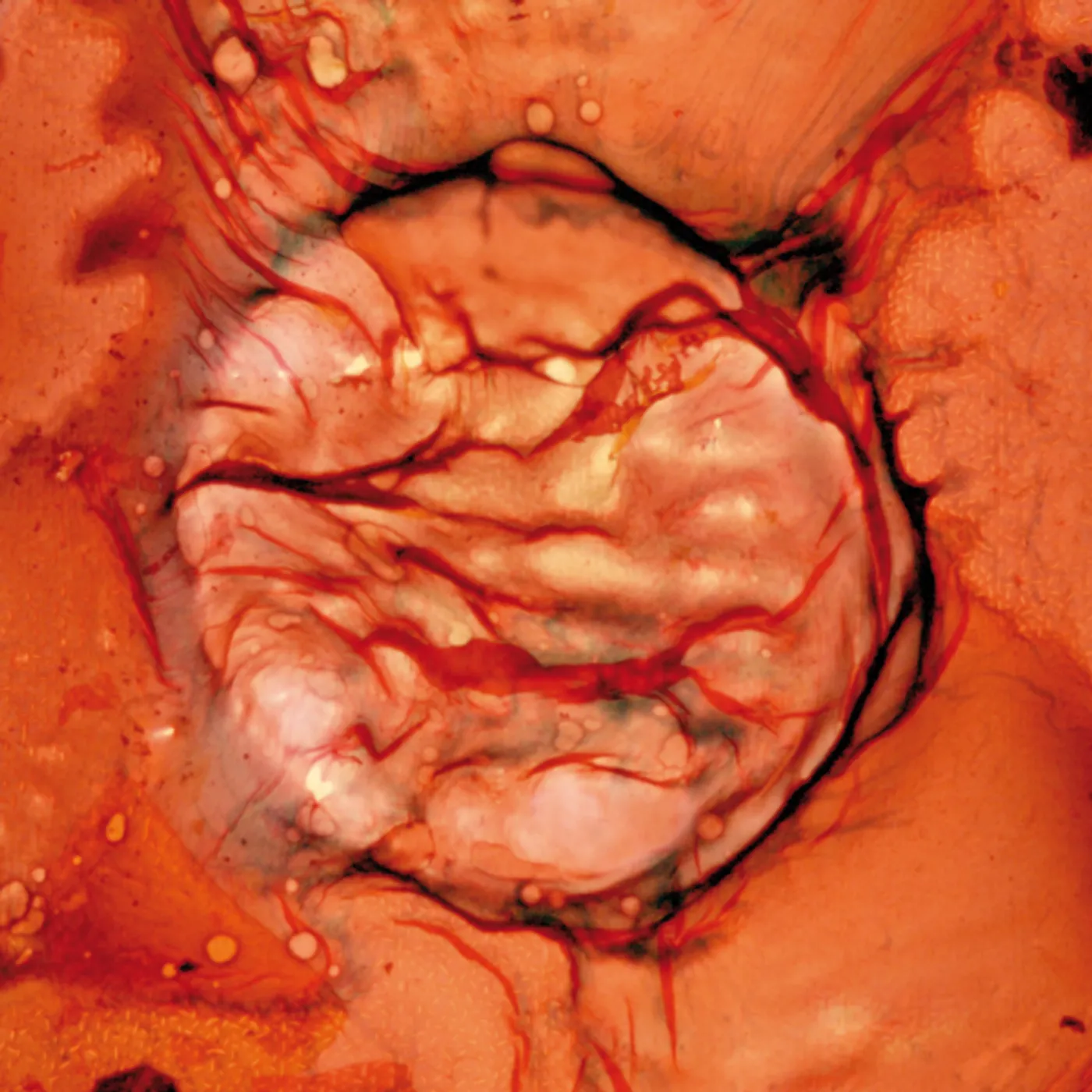 LCC Bastet Vinyl Record