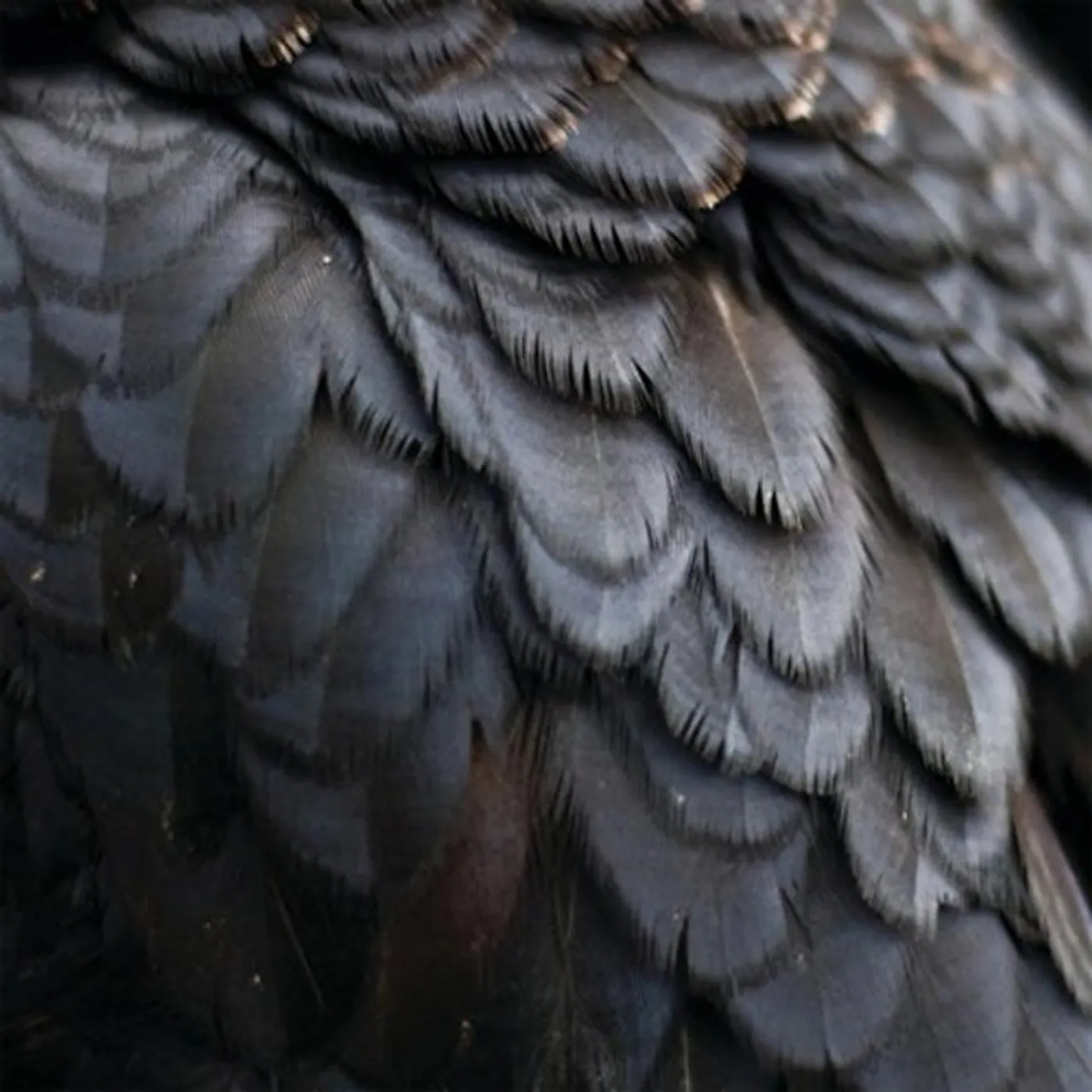 Ex People BIRD Vinyl Record