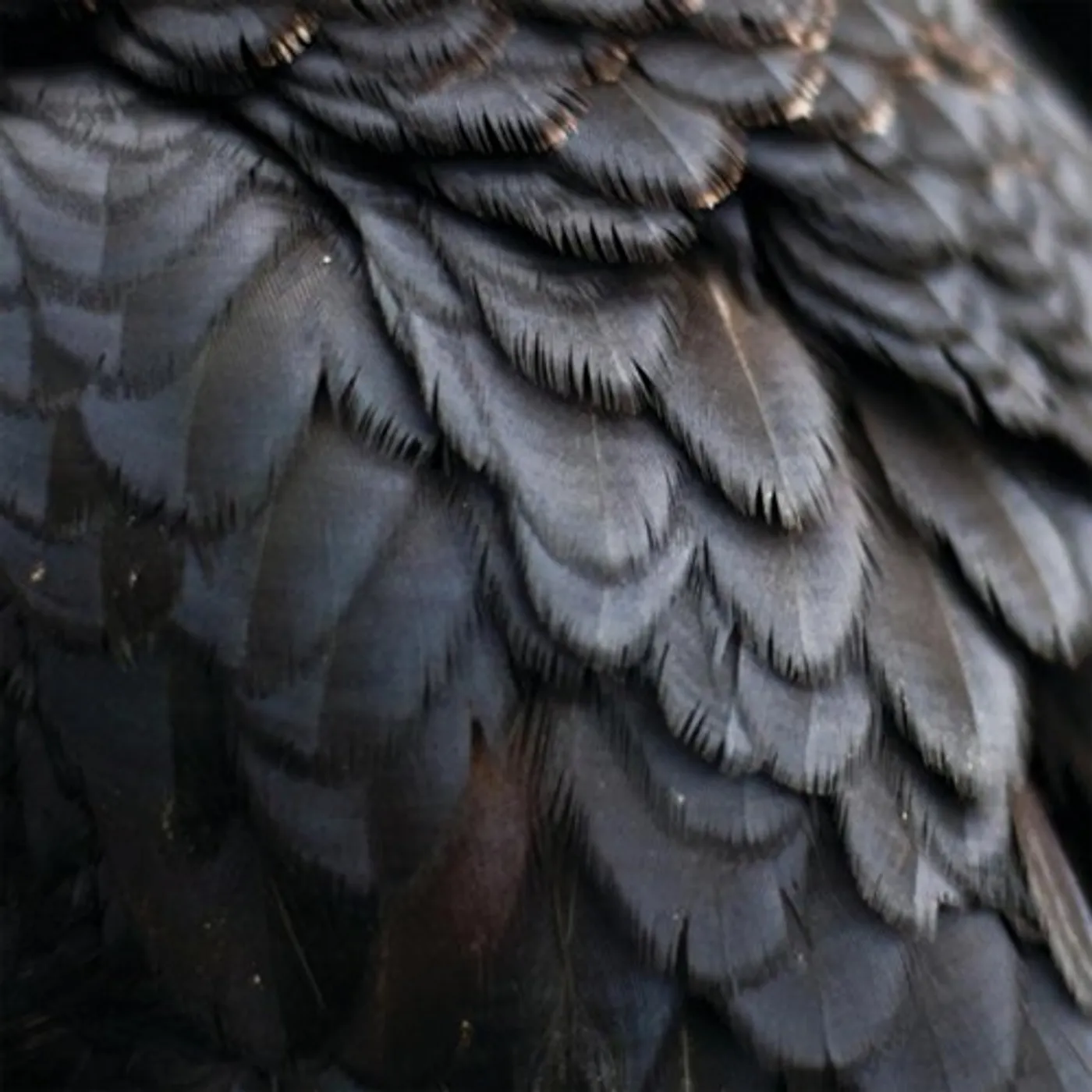 Ex People Bird Vinyl Record