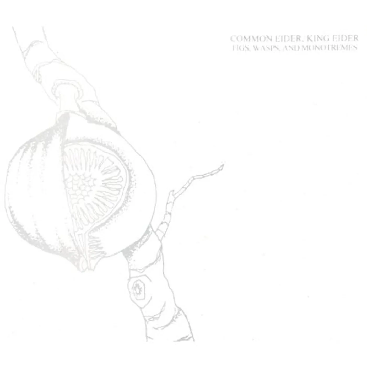 Common Eider, King Eider FIGS, WASPS & MONOTREMES CD