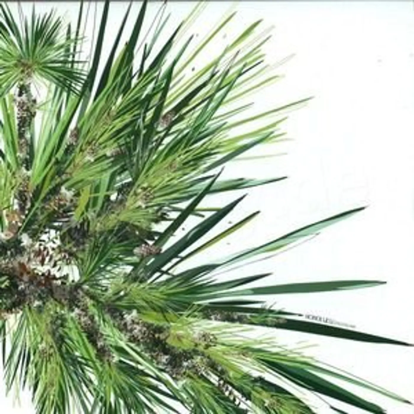 Digitaline Honolulu Vinyl Record