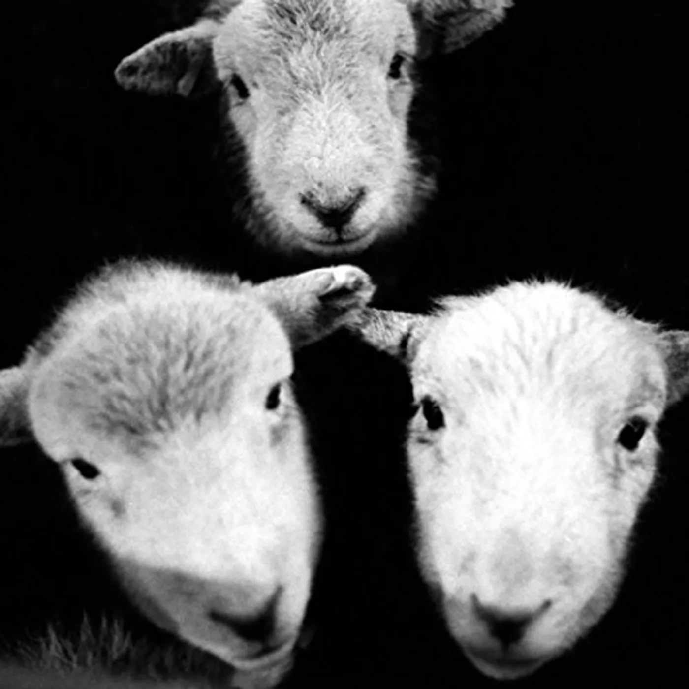 Girl Ray Preacher Vinyl Record