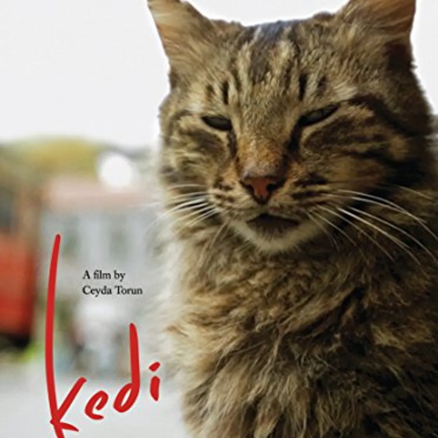 KEDI DVD