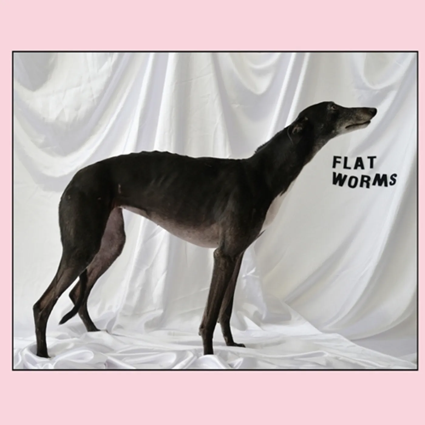 FLAT WORMS CD