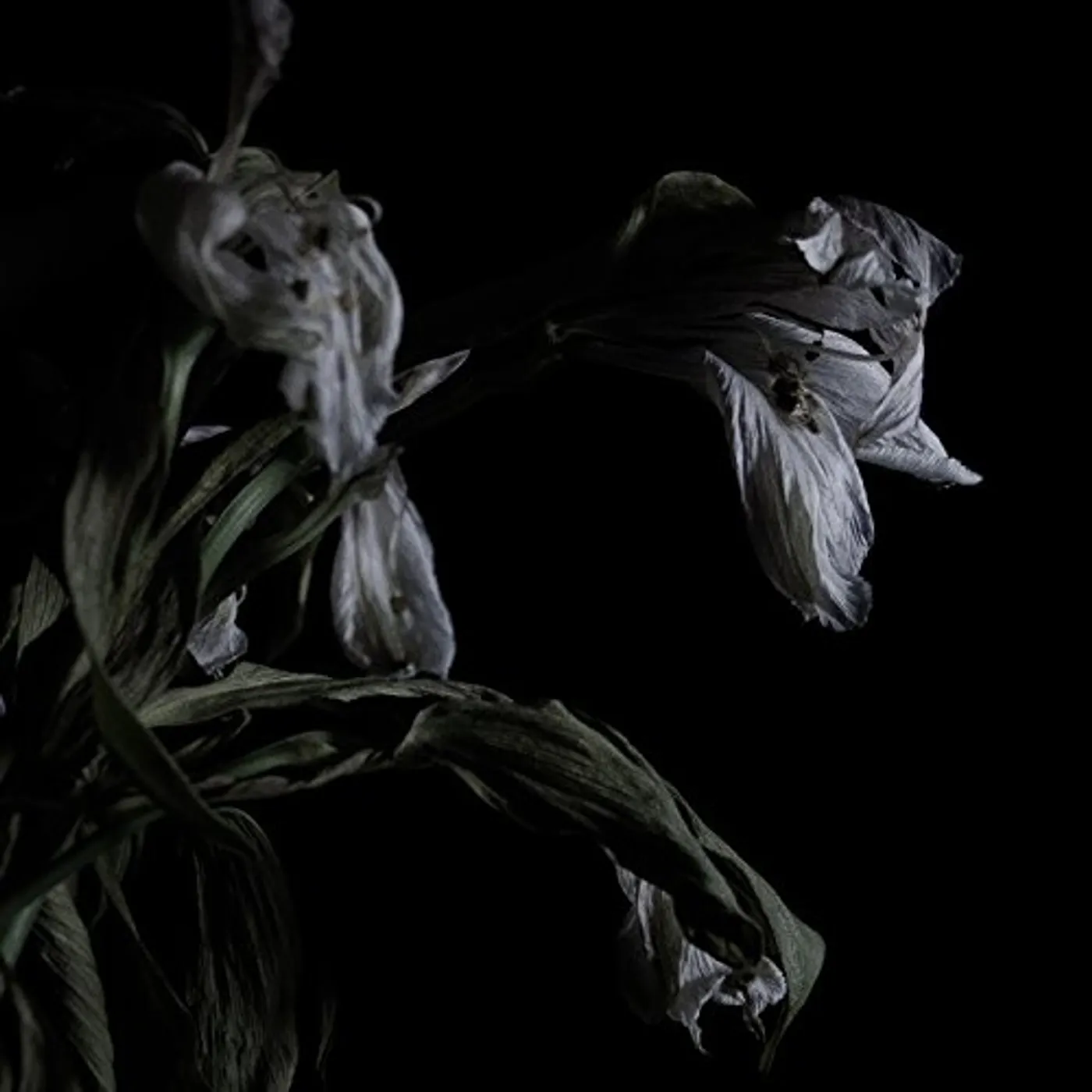 Cavernlight AS WE CUP OUR HANDS & DRINK FROM THE STREAM OF OUR Vinyl Record