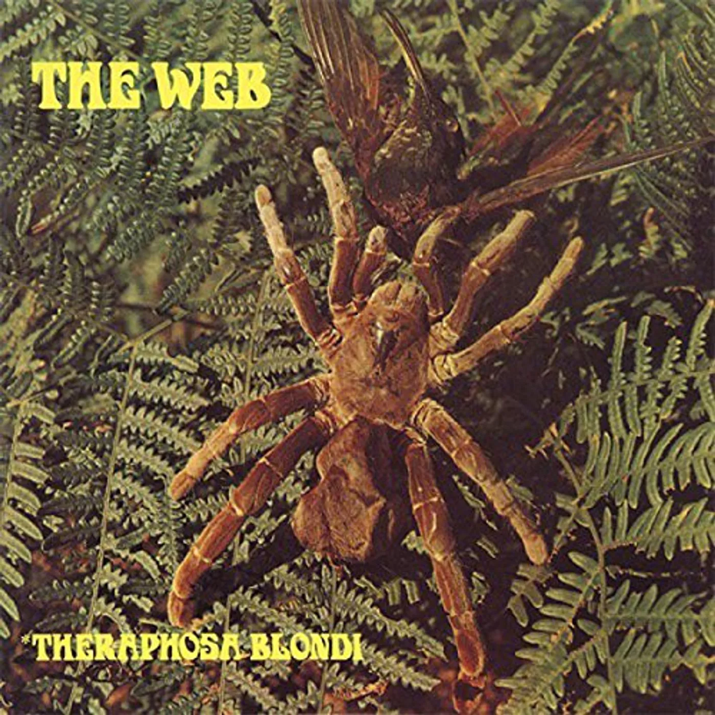 Web THERAPHOSA BLONDI CD
