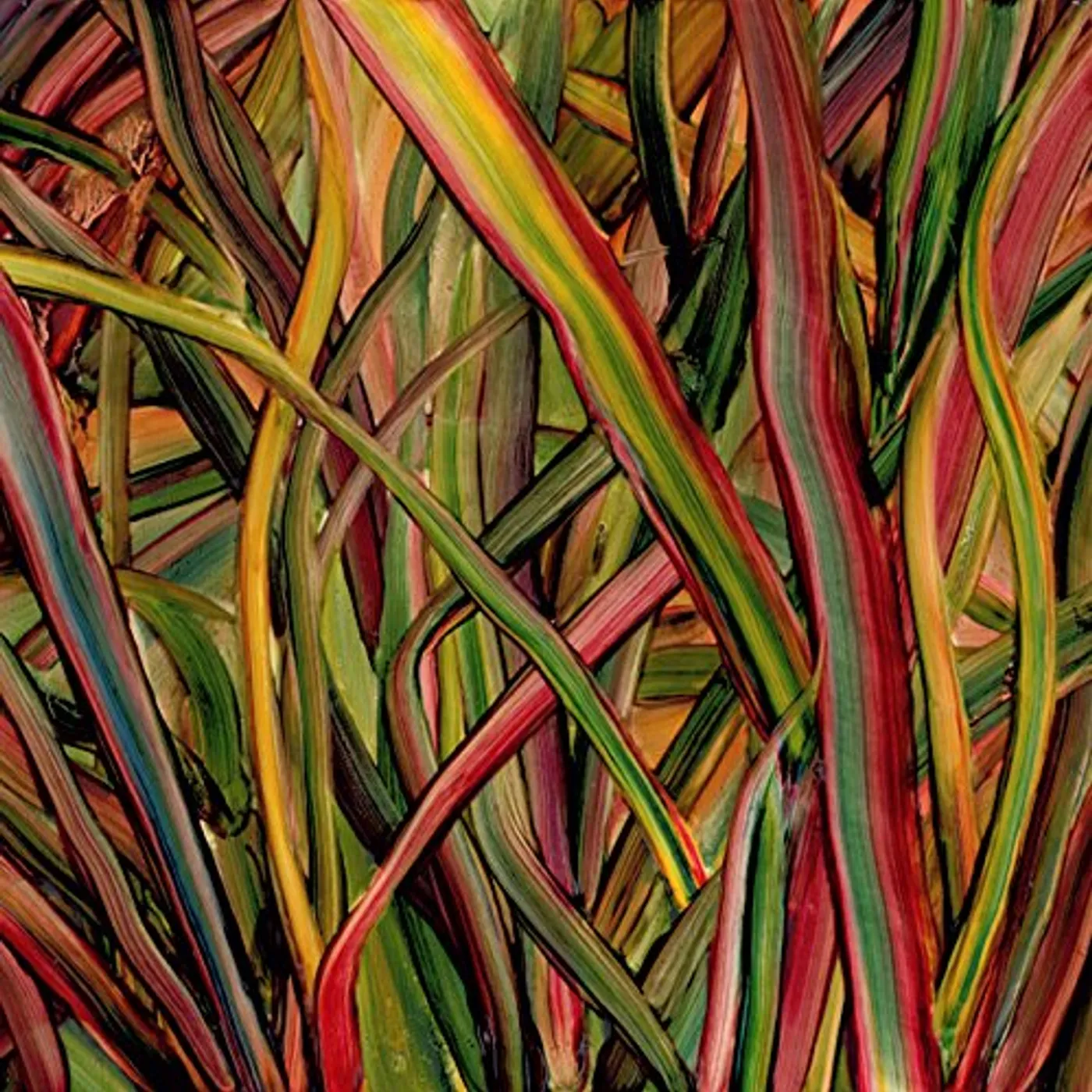 Gengahr WHERE WILDNESS GROWS CD