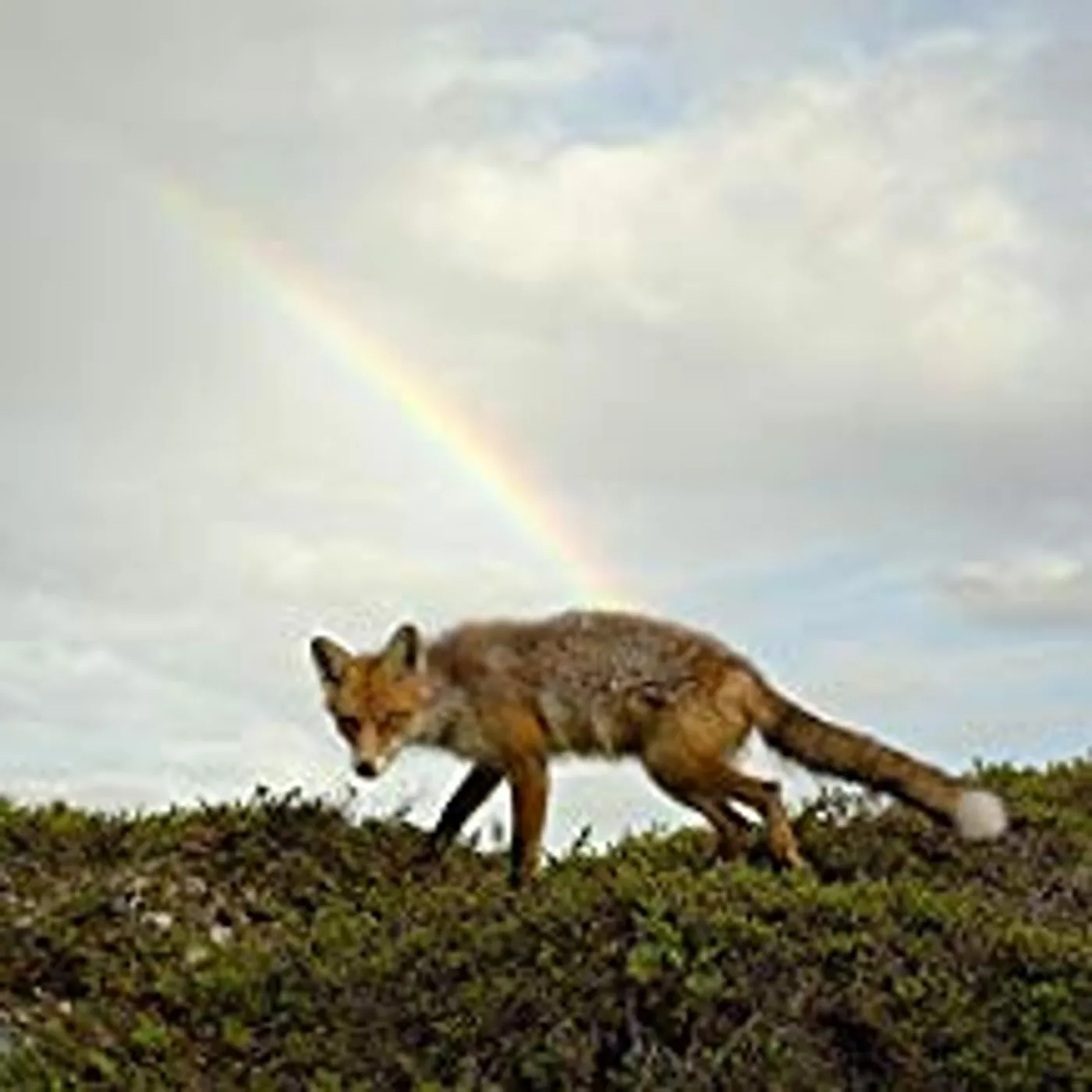 BUCK MEEK (DL CODE) Vinyl Record