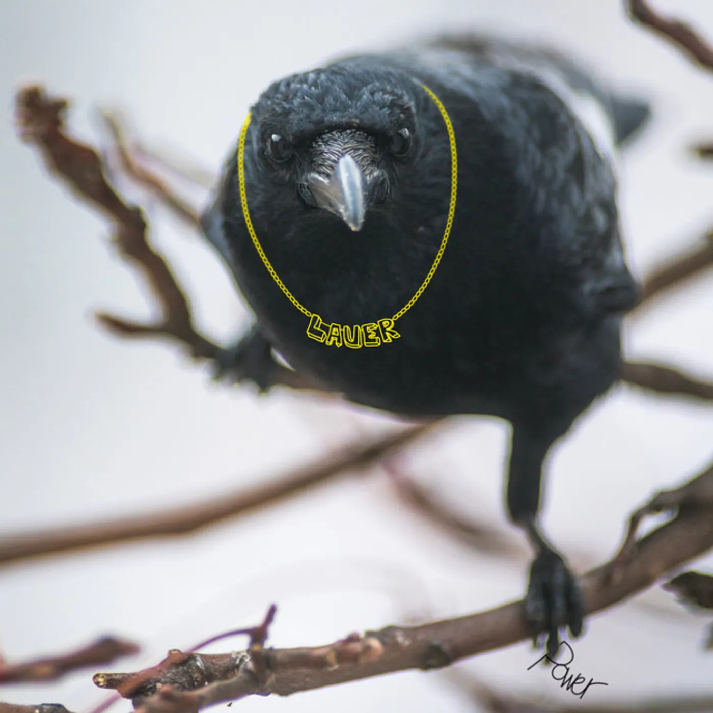 Lauer Power Vinyl Record