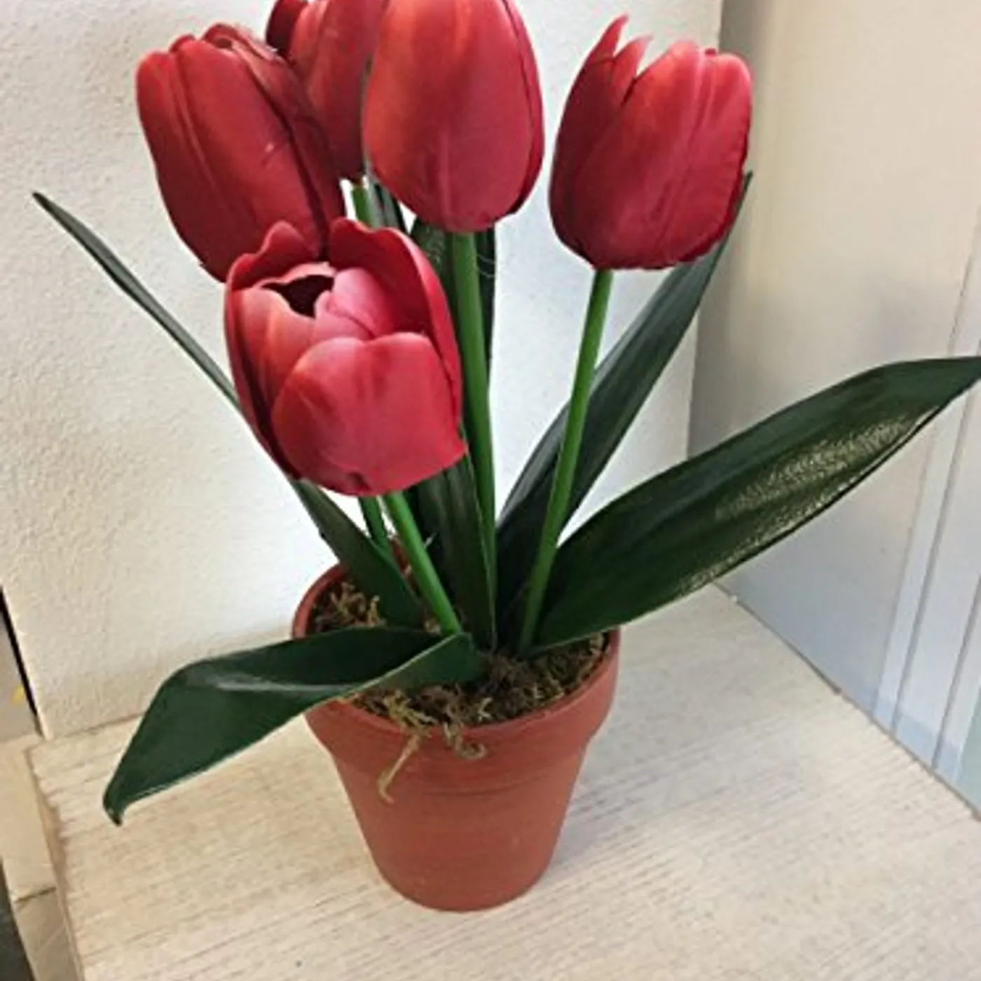 Dawn of Demise INTO THE DEPTHS OF VERACITY CD