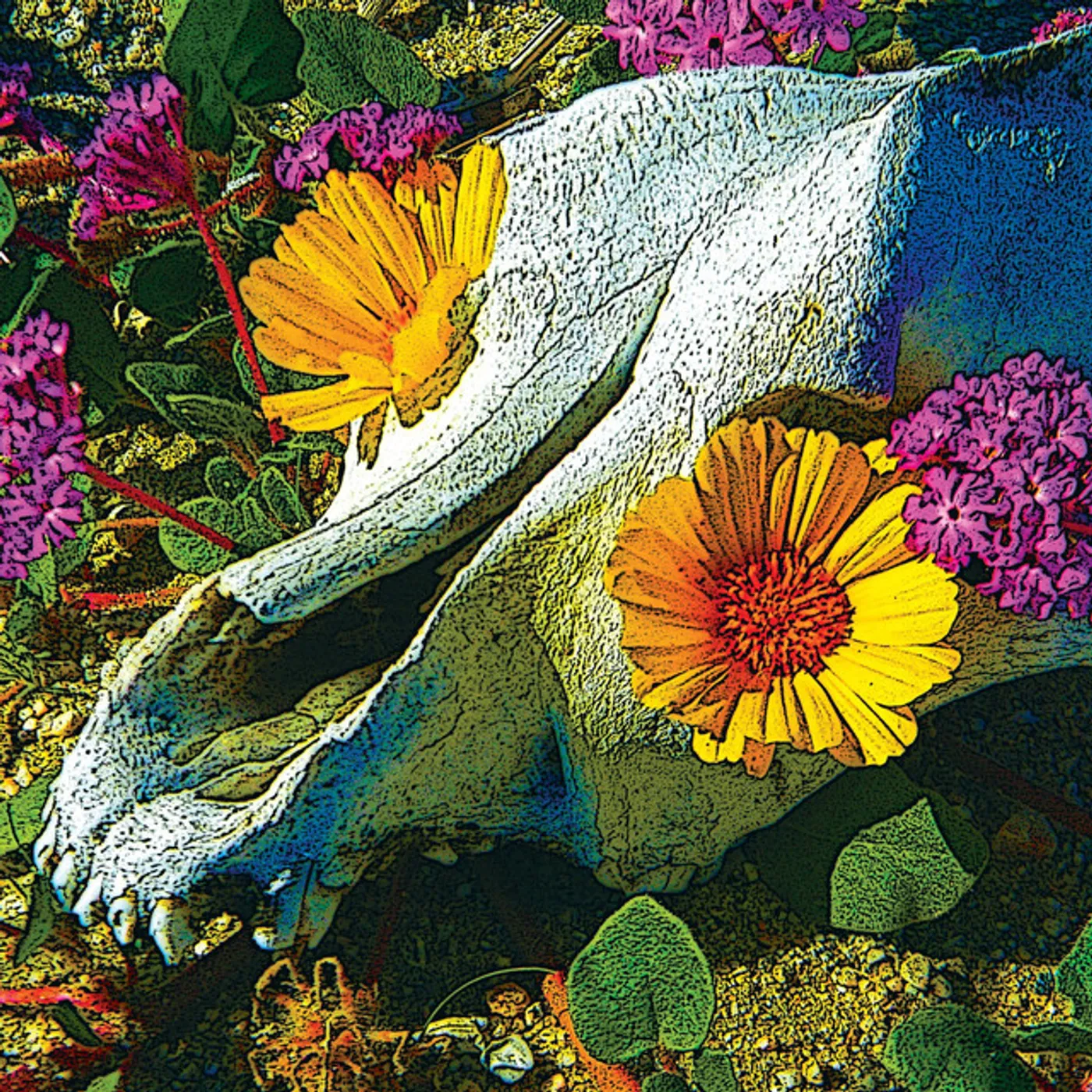 Dali's Llama MERCURY SEA CD