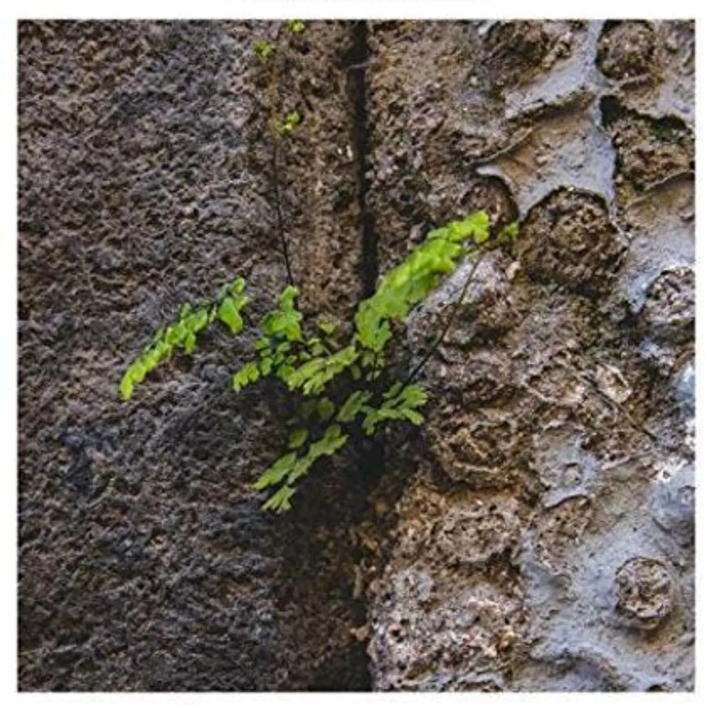 Ars Nova Napoli SENZA ACQUA LA TERRA MORE CD