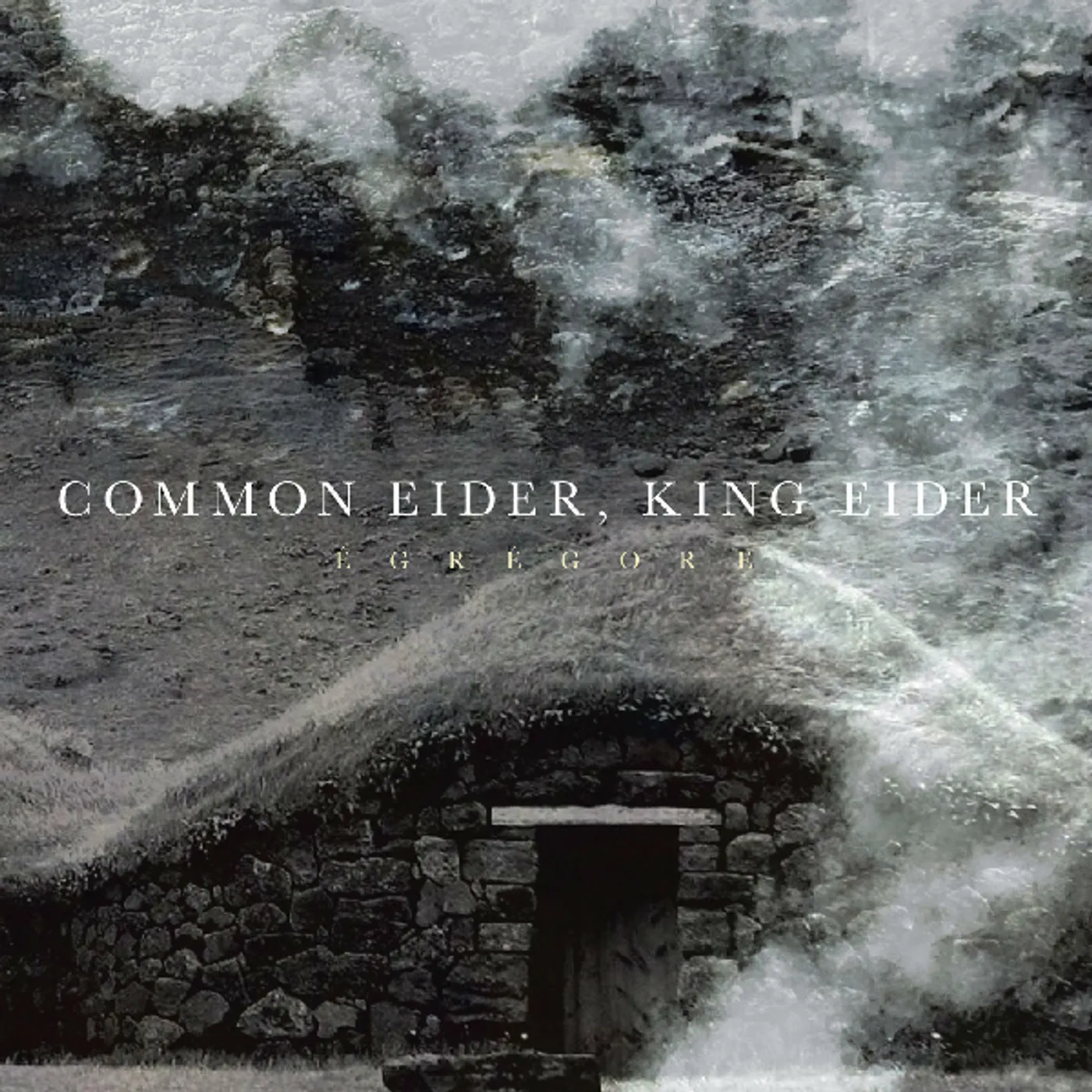 Common Eider, King Eider EGREGORE CD
