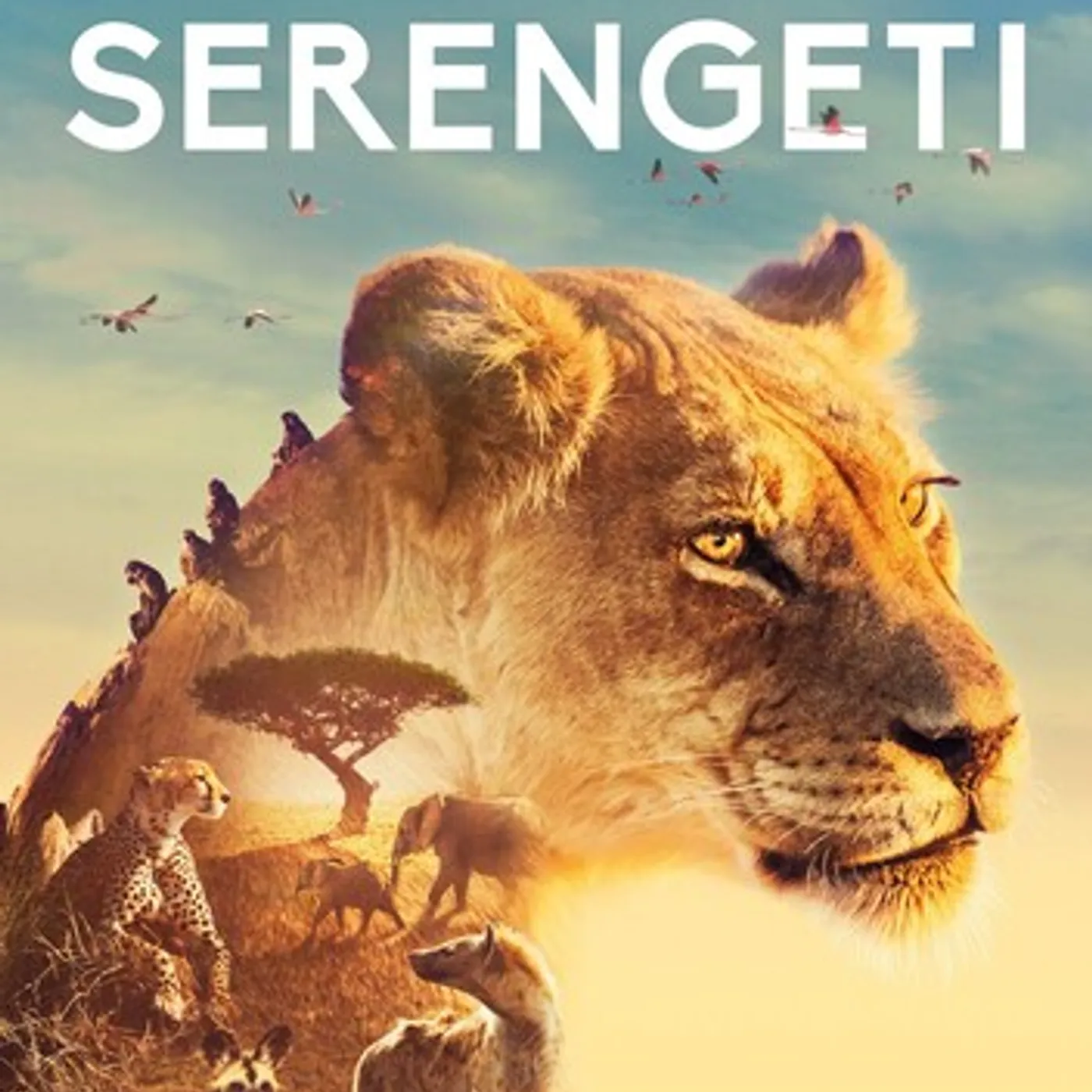 SERENGETI DVD