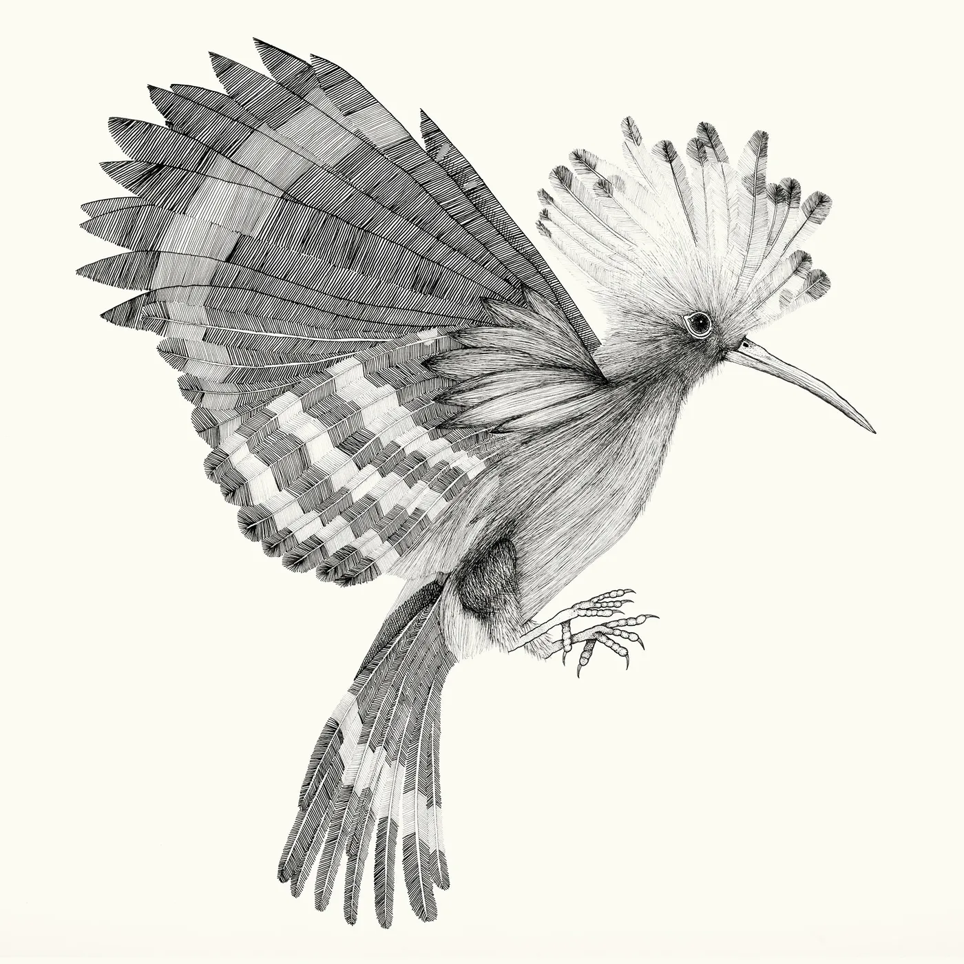 Cocanha Puput (Vinyl)